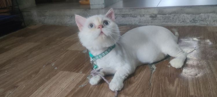 แมว รูปที่ 4