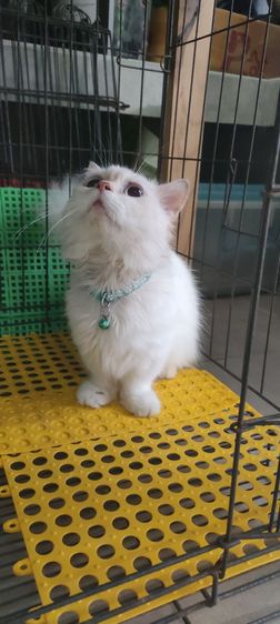 แมว รูปที่ 3