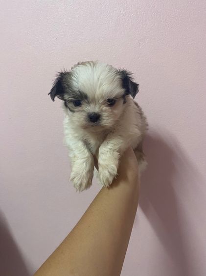 ปอมเมอเรเนียน (Pomeranian) เล็ก ชิสุแท้