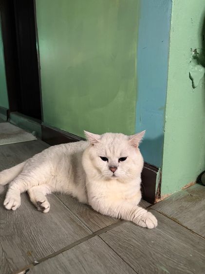 บริติชผสมสก๊อตติส รูปที่ 2