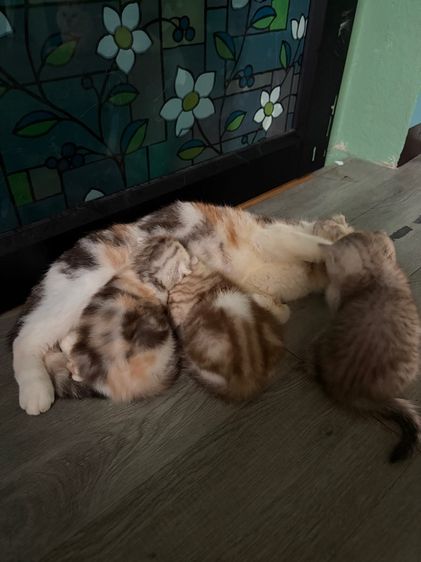 บริติชผสมสก๊อตติส รูปที่ 4