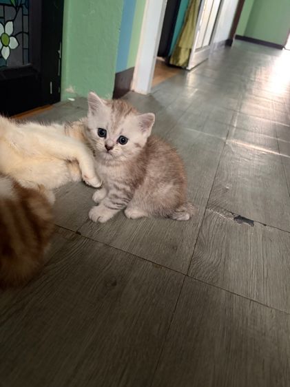 บริติชผสมสก๊อตติส รูปที่ 3