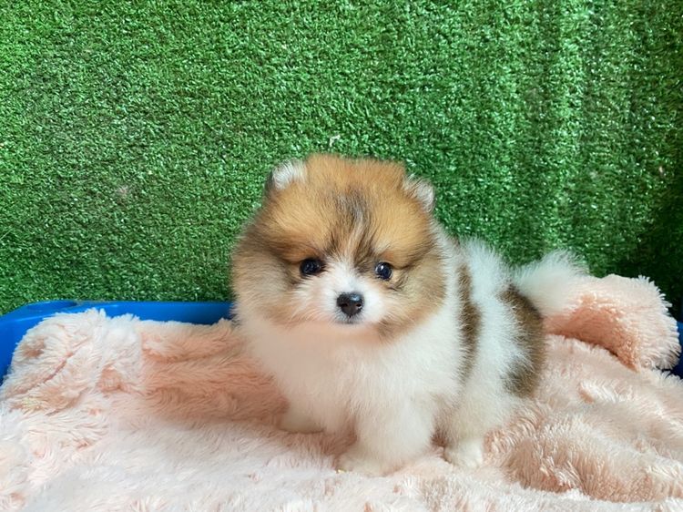 ปอมเมอเรเนียน (Pomeranian) เล็ก หมาปอม