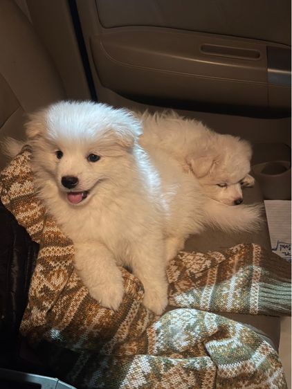 สปิตซ์ แจแปนนิส รูปที่ 2