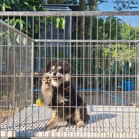 ปอม เพศผู้ รูปที่ 6