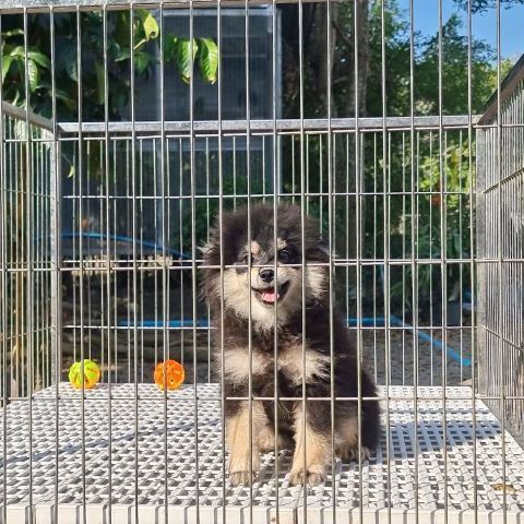 ปอมเมอเรเนียน (Pomeranian) เล็ก ปอม เพศผู้