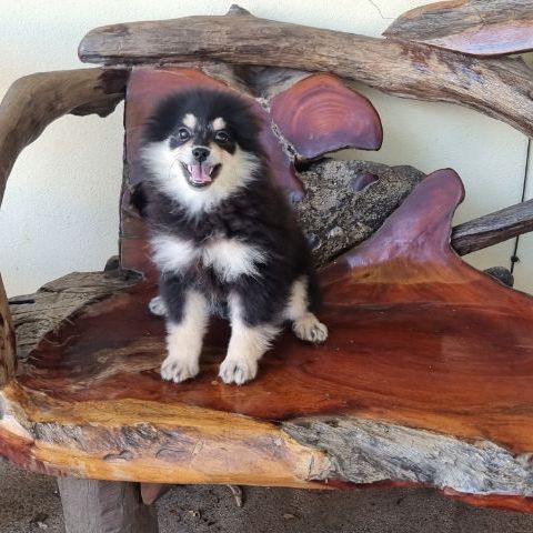 ปอม เพศผู้ รูปที่ 4