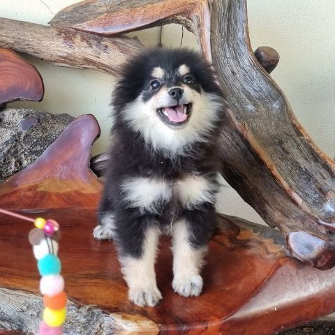 ปอม เพศผู้ รูปที่ 3