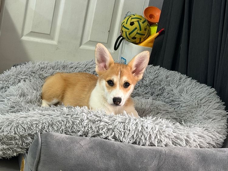 คอร์กี้ อายุ 2 เดือน รูปที่ 4