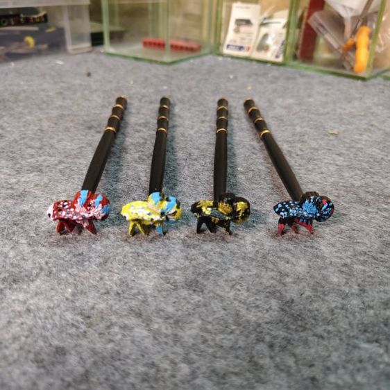 ไม่ล่อปลากัด รูปที่ 11