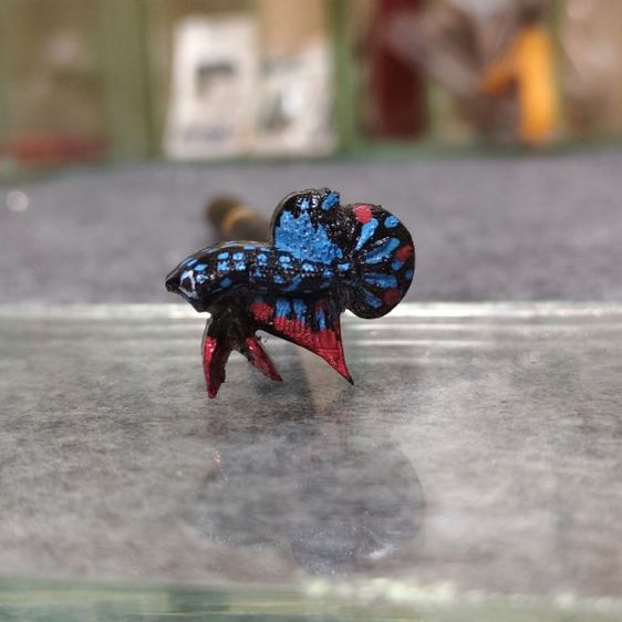 ไม่ล่อปลากัด รูปที่ 3