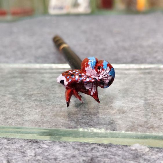 ไม่ล่อปลากัด