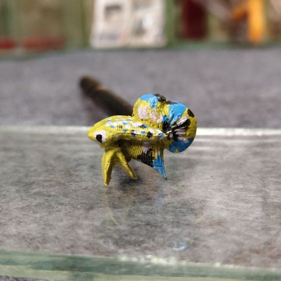 ไม่ล่อปลากัด รูปที่ 4