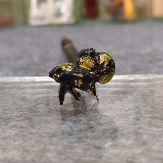 ไม่ล่อปลากัด รูปที่ 2