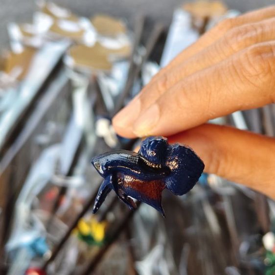 ไม้ล่อปลากัด รูปที่ 7