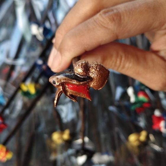 ไม้ล่อปลากัด รูปที่ 6