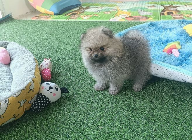 ปอมแท้ รูปที่ 3