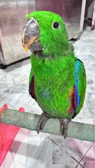 นกแก้วอิเล็คตัสผู้เมีย รูปที่ 2
