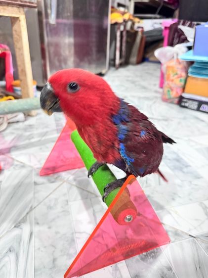 นกแก้วอิเล็คตัสผู้เมีย รูปที่ 4