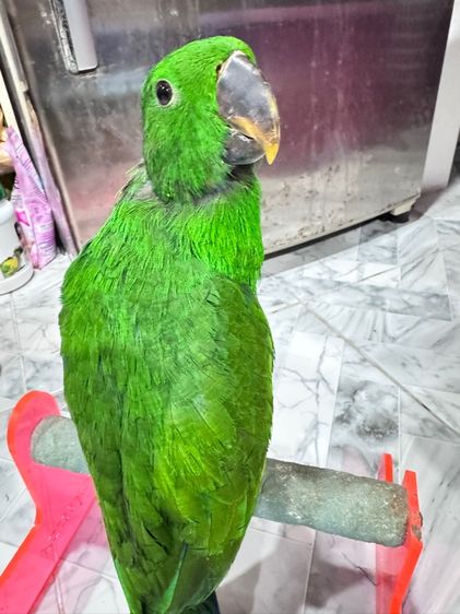 นกแก้วอิเล็คตัสผู้เมีย รูปที่ 3