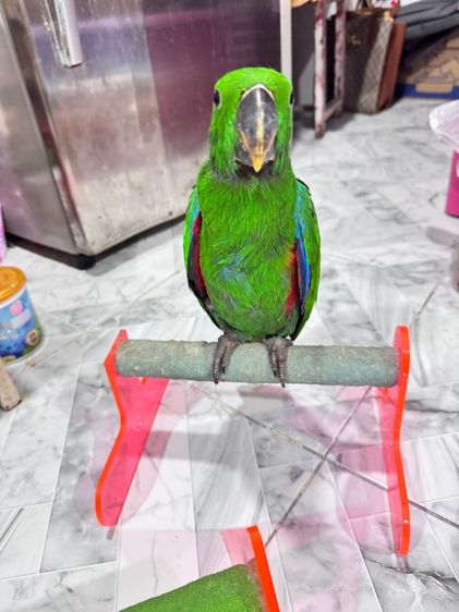 นกแก้วอิเล็คตัสผู้เมีย รูปที่ 8