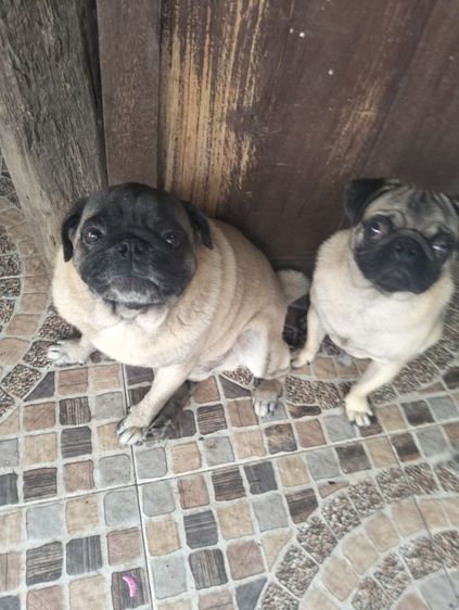 หาบ้านให้น้องปั๊กใหม่ เน้นโทร แถวเดอะมอลล์โคราช  มีสินสอดไม่แรง 5ตัว 
0969415186 รูปที่ 4