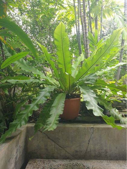 ส่วนข้าหลวง ต้นใหญ่มาก ราคาถูก รูปที่ 6