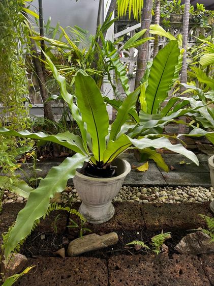 ส่วนข้าหลวง ต้นใหญ่มาก ราคาถูก รูปที่ 3