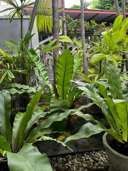 เฟิร์นข้าหลวง  รูปที่ 5