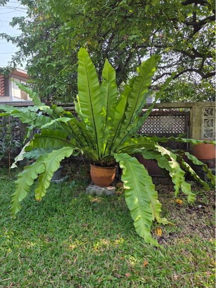 เฟิร์นข้าหลวง 