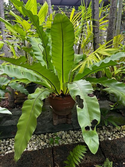 เฟิร์นข้าหลวง  รูปที่ 2