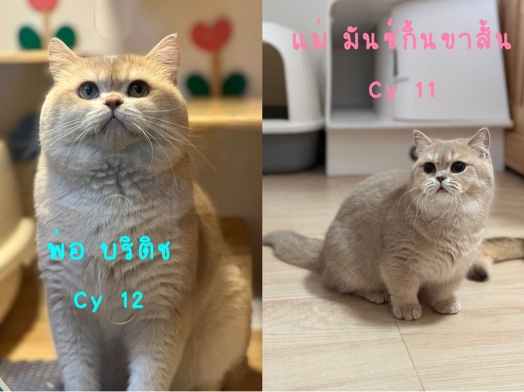แมวมันซ์กิ้น-บริติช ( ขาปกติ) เด็กชาย B3 รูปที่ 7