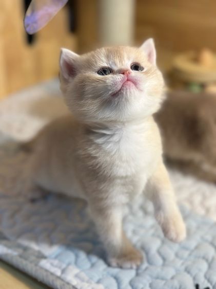 แมวมันซ์กิ้น-บริติช ( ขาปกติ) เด็กชาย B3 รูปที่ 6