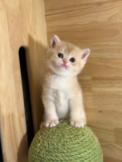 แมวมันซ์กิ้น-บริติช ( ขาปกติ) เด็กชาย B3 รูปที่ 3