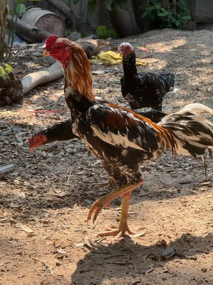 ไก่เหลืองหางขาว รูปที่ 4