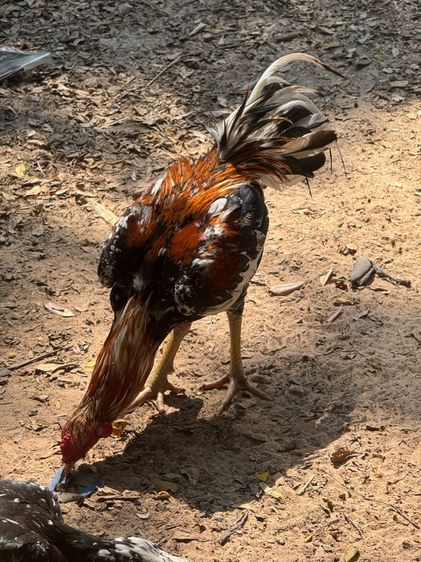 ไก่เหลืองหางขาว รูปที่ 3