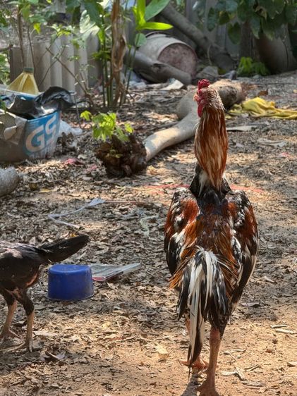 ไก่เหลืองหางขาว
