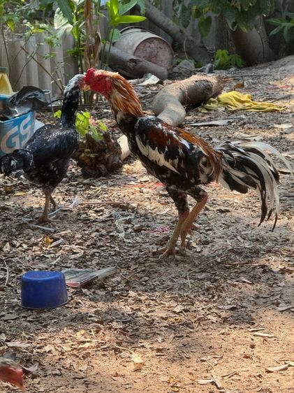 ไก่เหลืองหางขาว รูปที่ 2