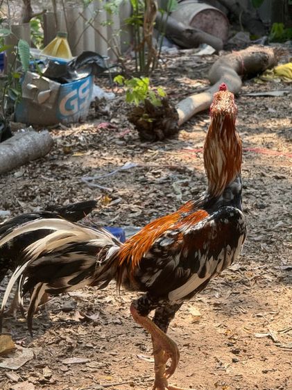 ไก่เหลืองหางขาว รูปที่ 5