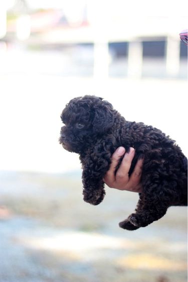 เดินทอยสีช็อกโกแลตไซด์เล็กเพศเมีย รูปที่ 5