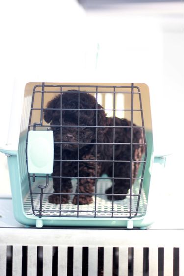 พุดเดิ้ล (Poodle) เดินทอยสีช็อกโกแลตไซด์เล็กเพศเมีย