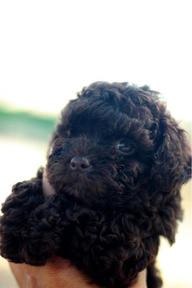 เดินทอยสีช็อกโกแลตไซด์เล็กเพศเมีย รูปที่ 4