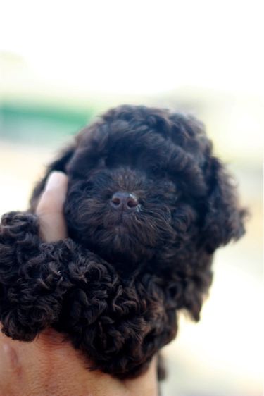 เดินทอยสีช็อกโกแลตไซด์เล็กเพศเมีย รูปที่ 7