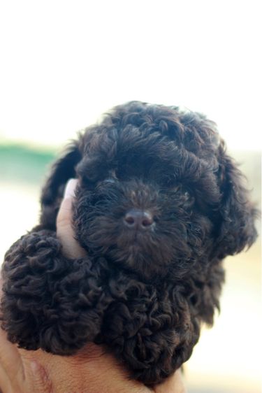 เดินทอยสีช็อกโกแลตไซด์เล็กเพศเมีย รูปที่ 3