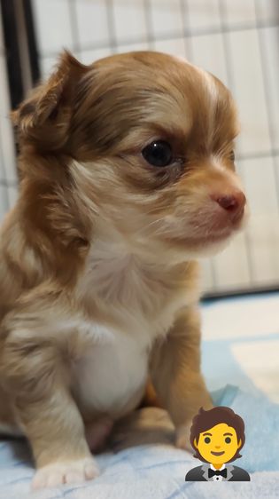 ชิวาว่าขนยาว รูปที่ 6