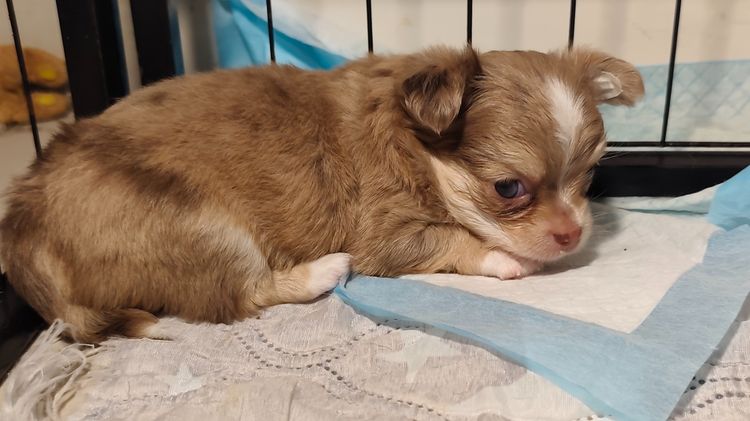 ชิวาว่าขนยาว รูปที่ 9