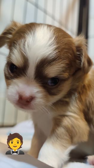 ชิวาว่าขนยาว รูปที่ 4