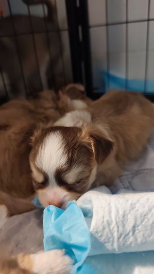 ชิวาว่าขนยาว รูปที่ 2