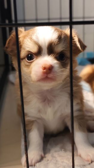 ชิวาว่าขนยาว รูปที่ 3