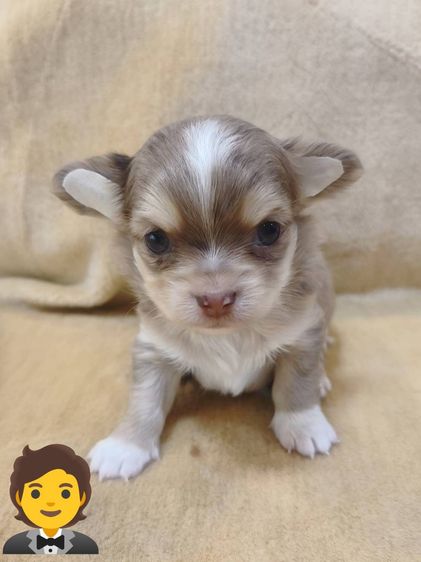 ชิวาว่าขนยาว รูปที่ 5